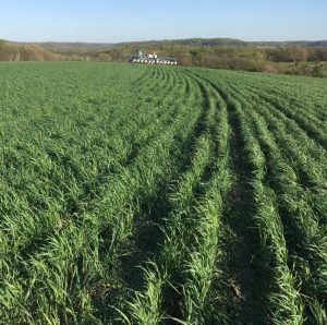 Minimize Distrubance: a photo of a lush green field with rows of grain planted.