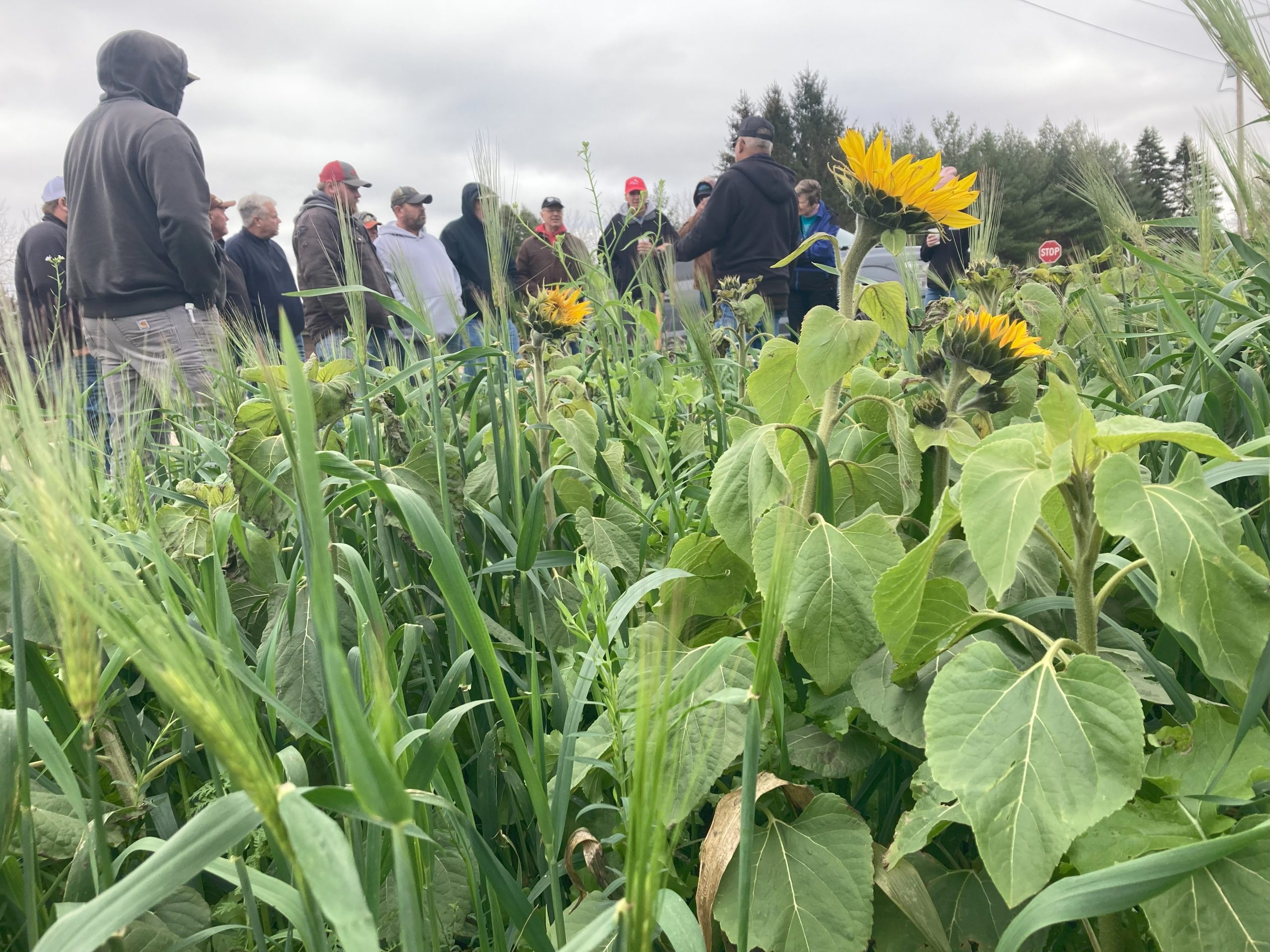 A lush green field with sunflowers under a cloudy sky