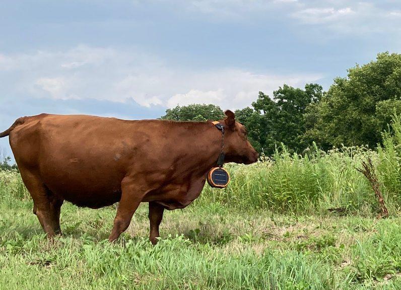 Economics of Custom Grazing Event at the Mound, August 18