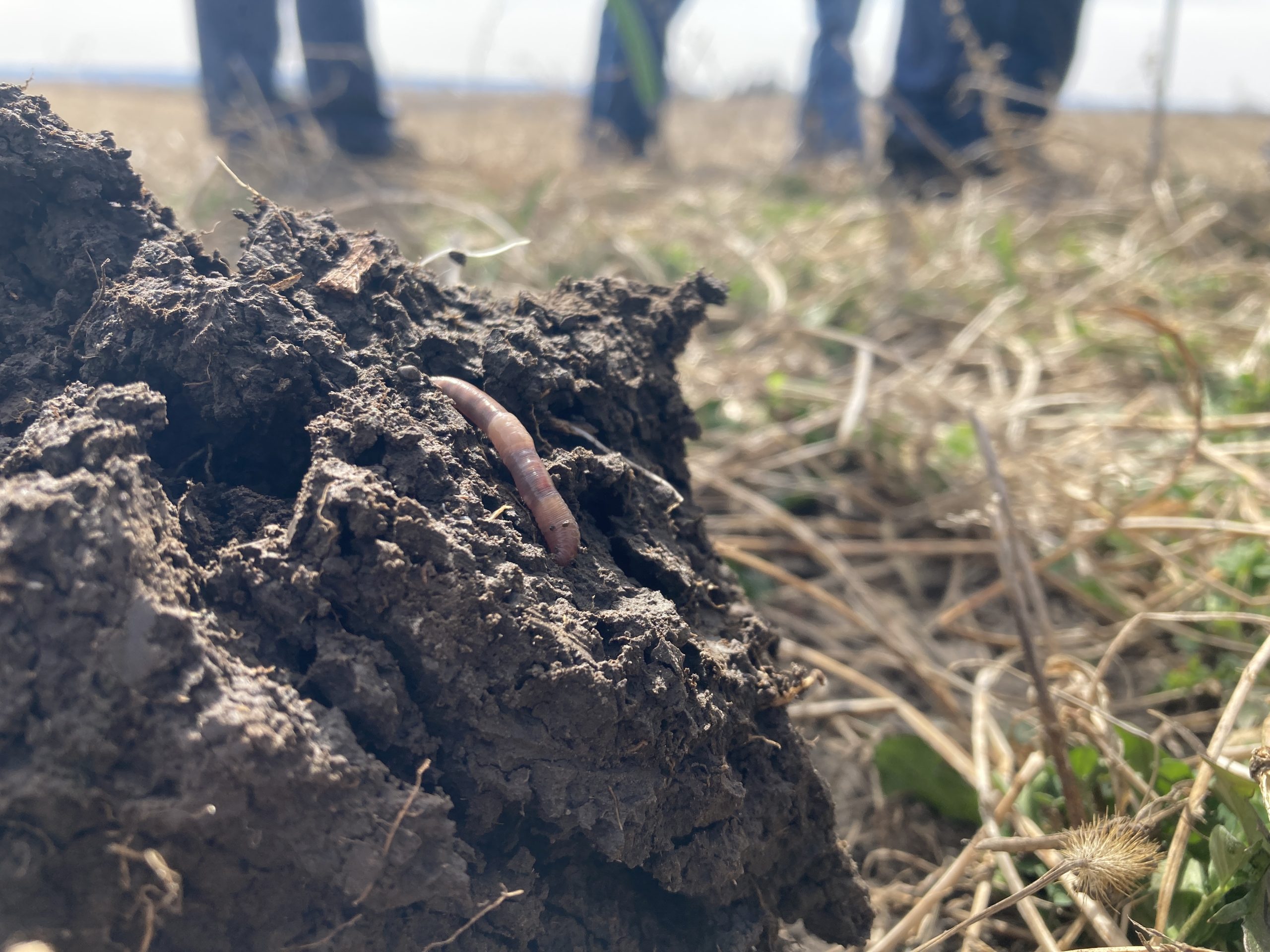 The Power of Observation: What the Soil Shows Us