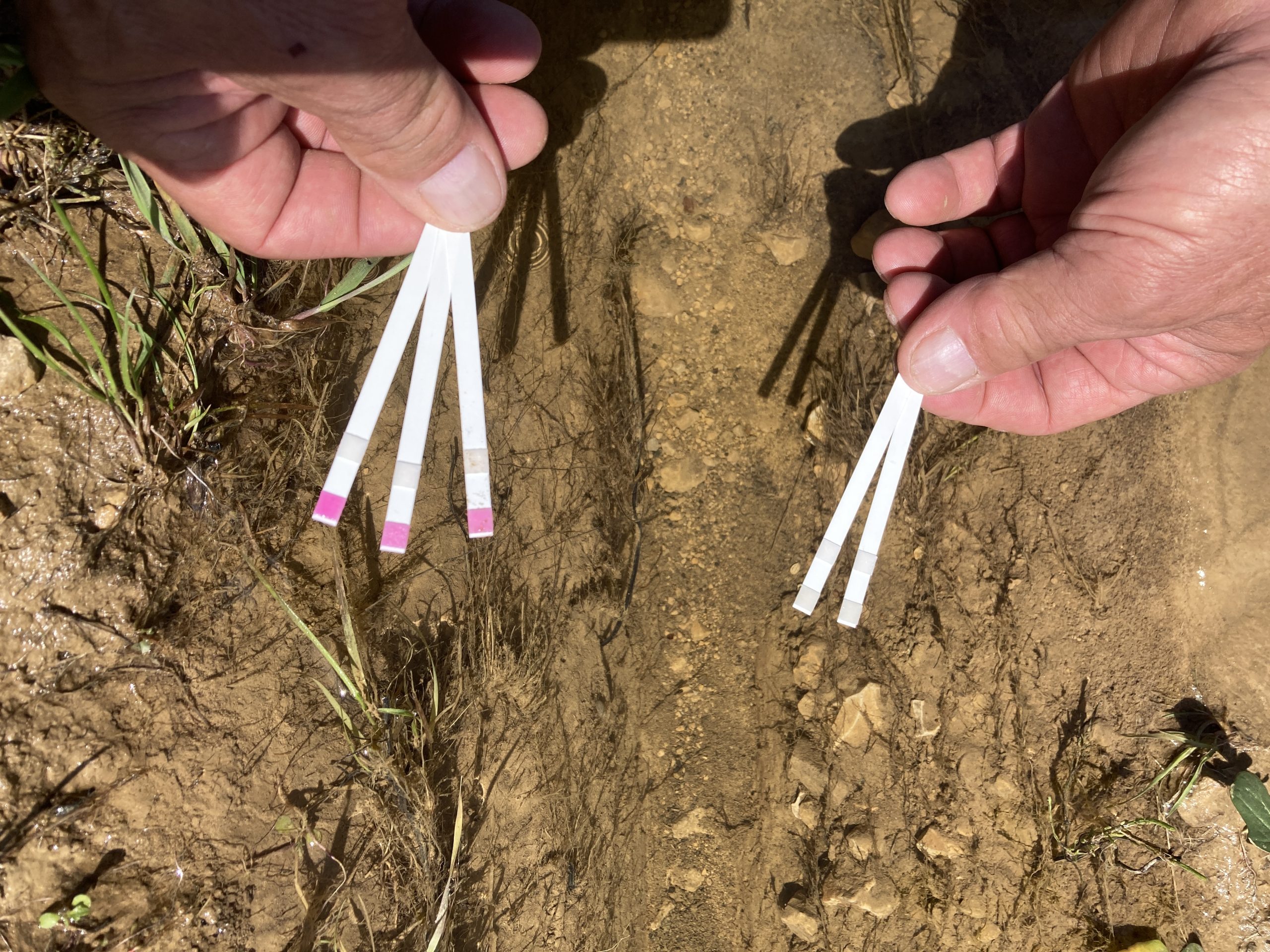 What’s in Your Ditch Water? Testing Reveals Water Quality Benefits of Living Roots